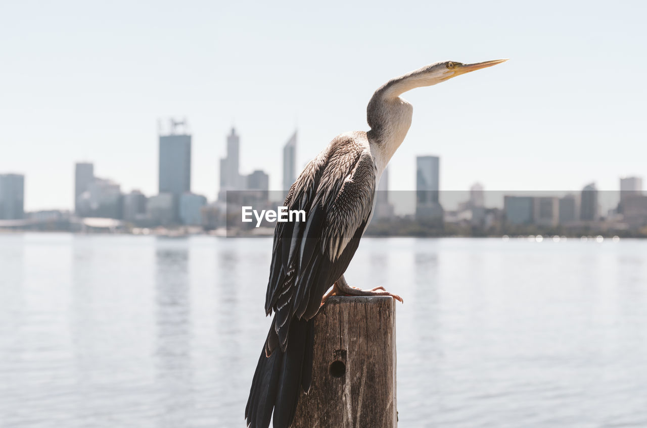 Bird perching on wooden post by river in city