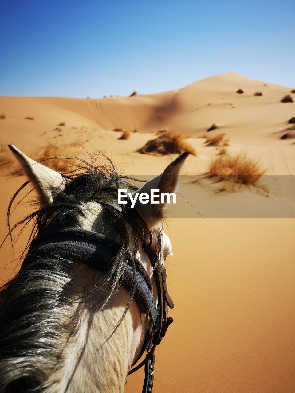 VIEW OF AN ANIMAL ON SAND