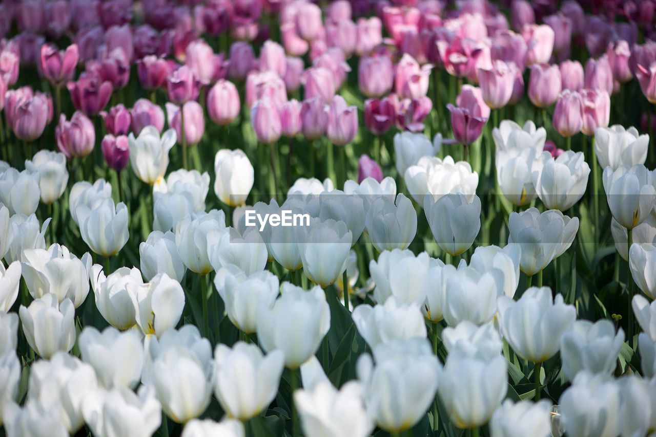 Field of colorful tulips