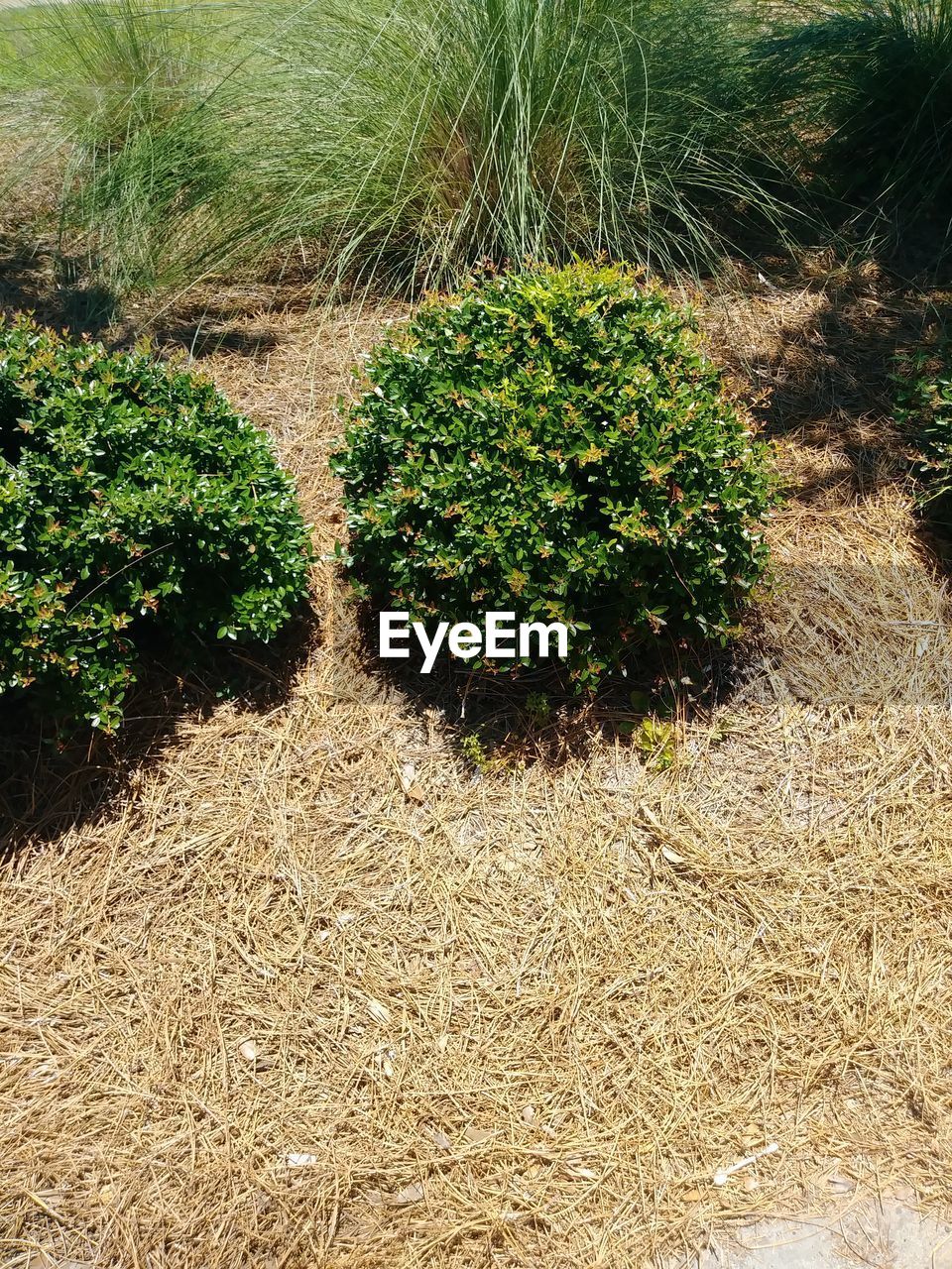 HIGH ANGLE VIEW OF PLANTS GROWING ON LAND