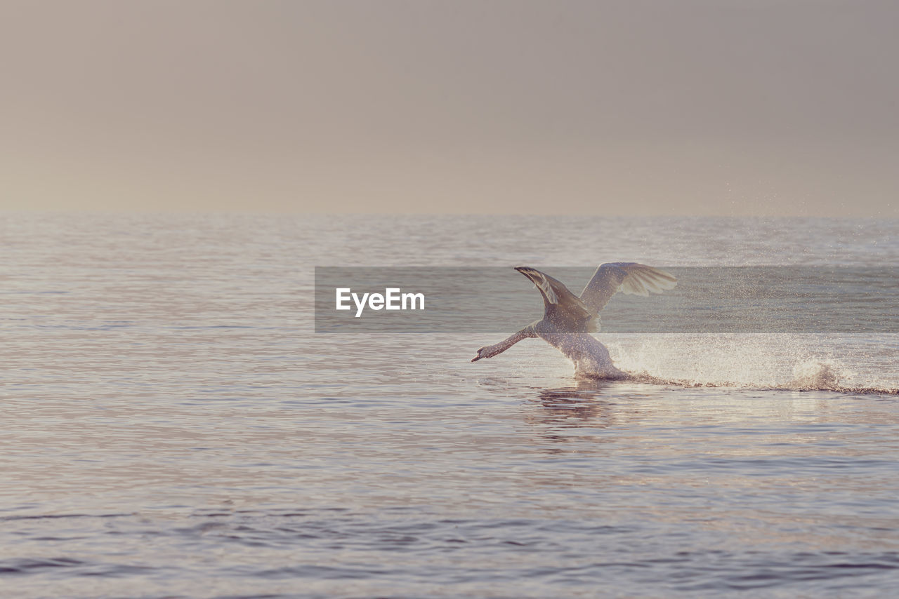 BIRDS FLYING OVER SEA