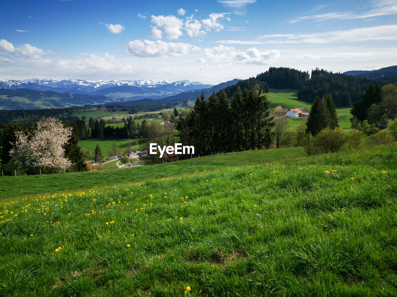 SCENIC VIEW OF LANDSCAPE AND TREES AGAINST SKY