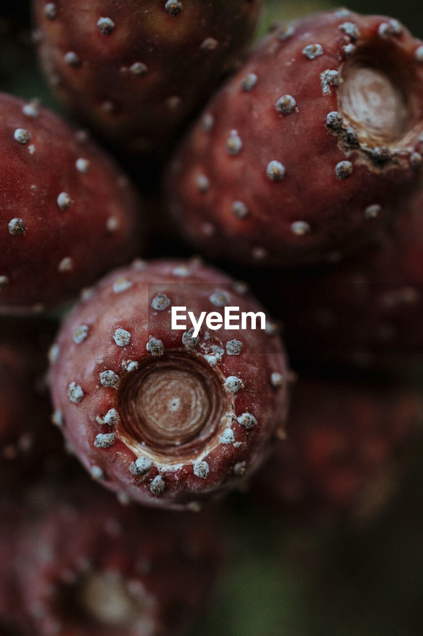 Close-up of prickly pear cactus