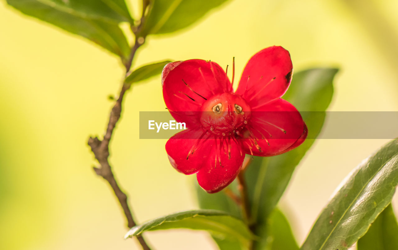 CLOSE-UP OF RED ROSE