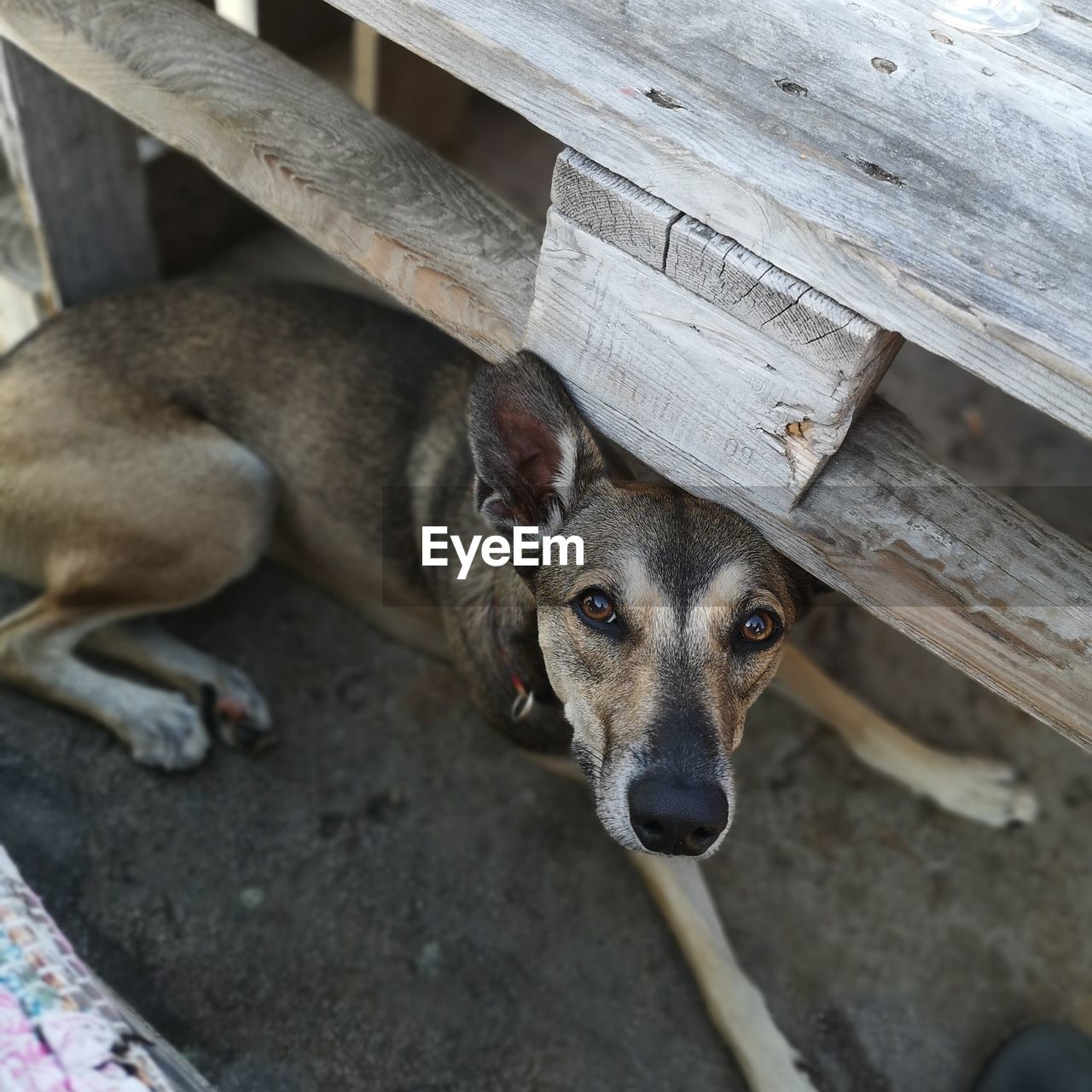 High angle portrait of dog relaxing on wood