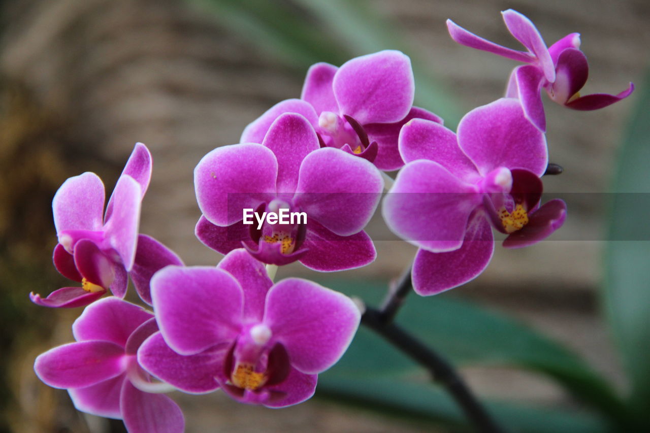 CLOSE-UP OF PINK ORCHIDS ON WHITE