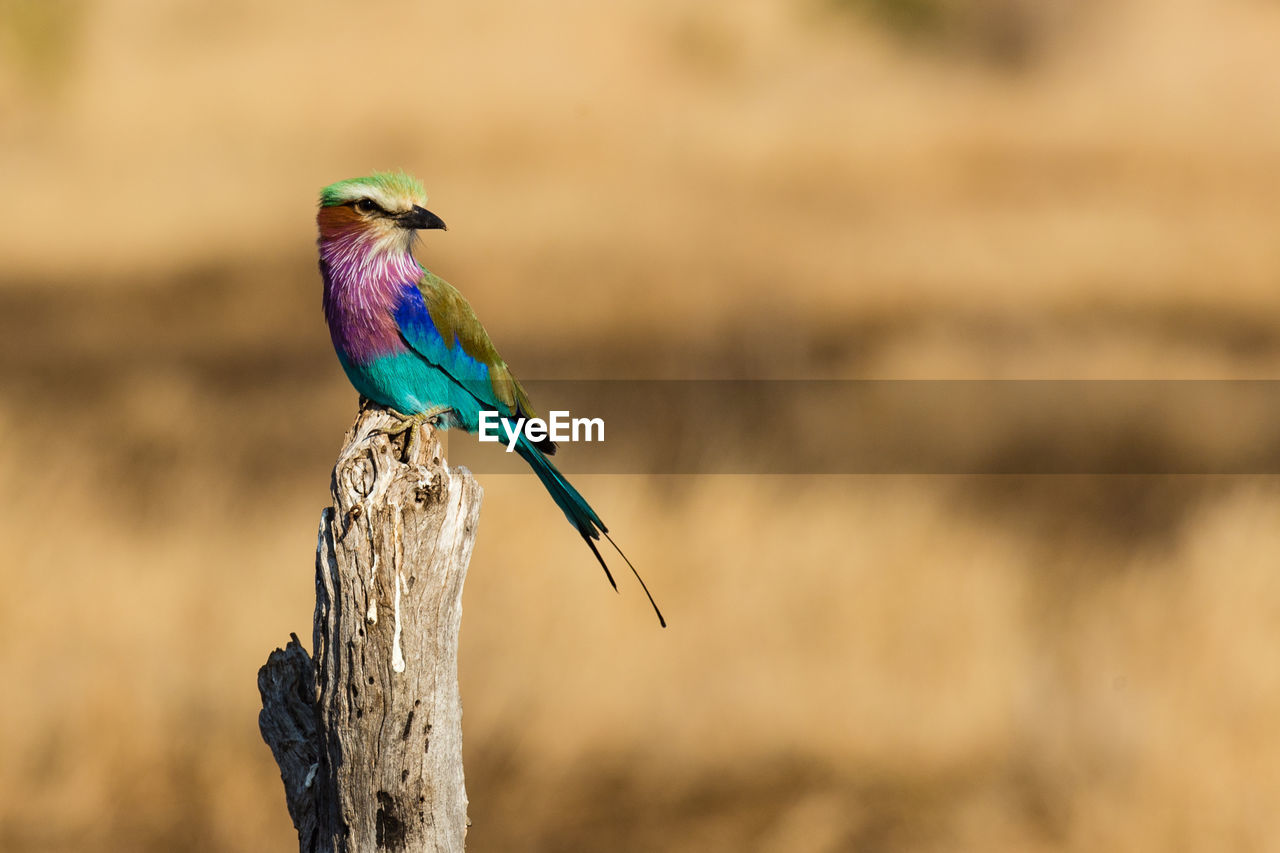 Lilac breasted roller