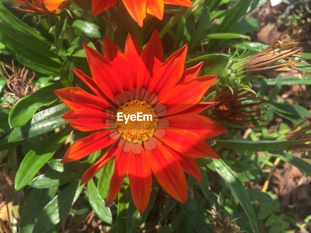 CLOSE-UP OF ORANGE FLOWERS BLOOMING OUTDOORS