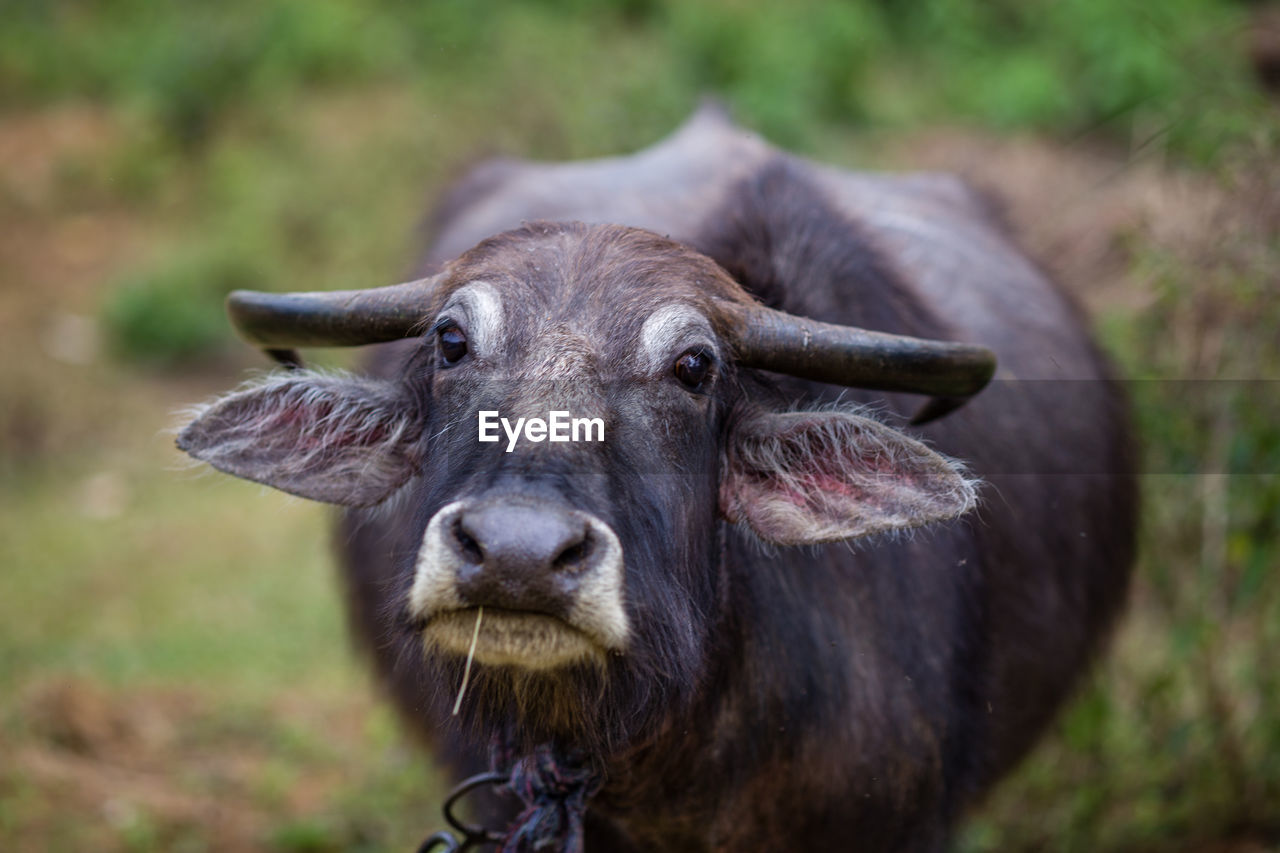 Close-up portrait of water buffalo