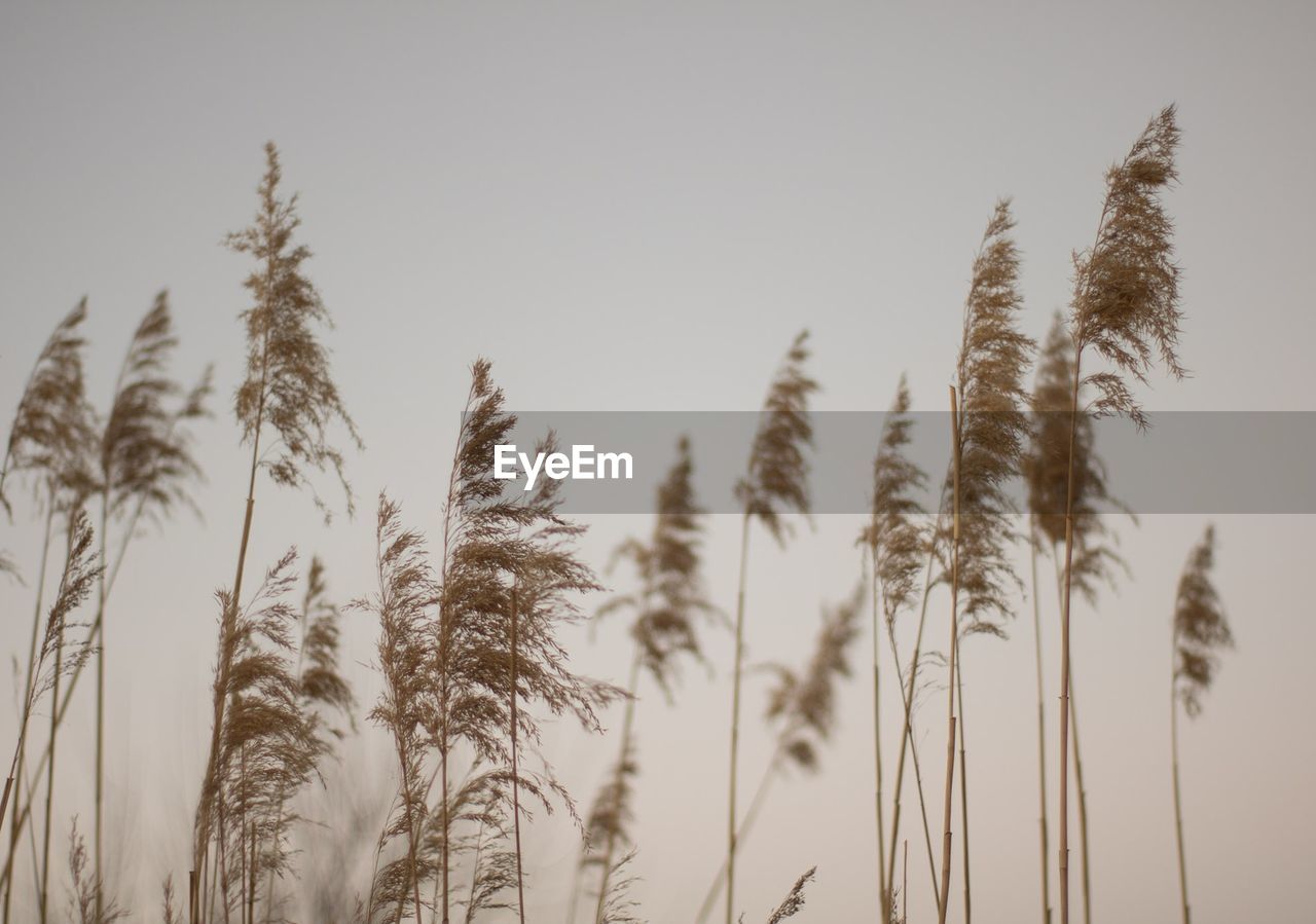 Close-up of stalks against clear sky