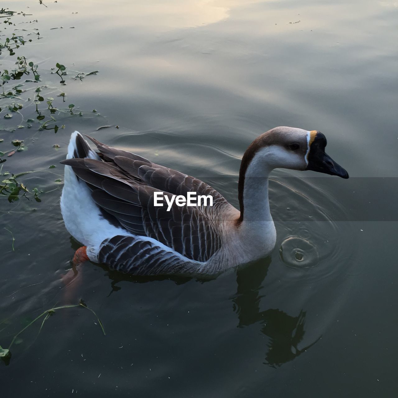 Bird swimming on lake