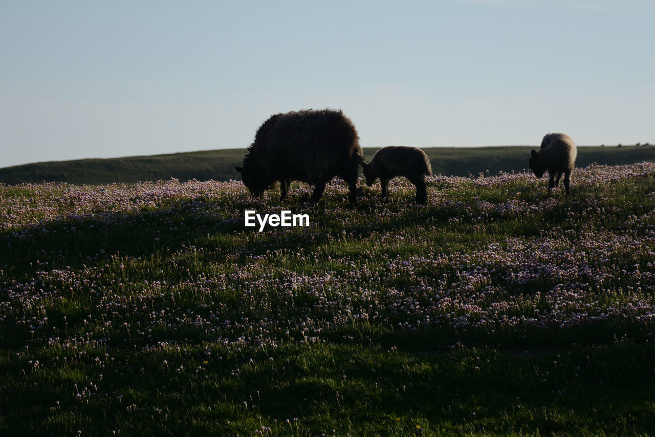 HORSES ON A FIELD AGAINST SKY