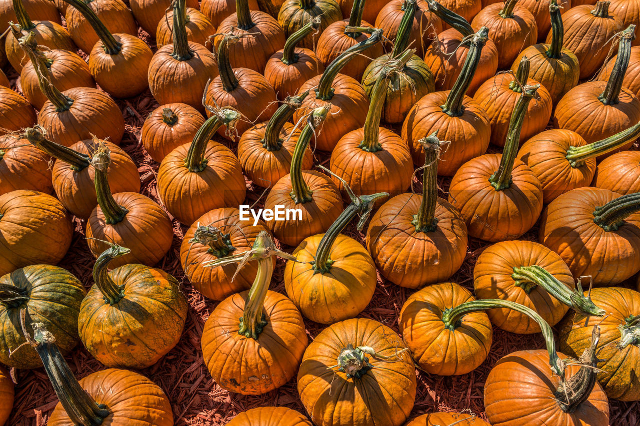 Full frame shot of pumpkins for sale