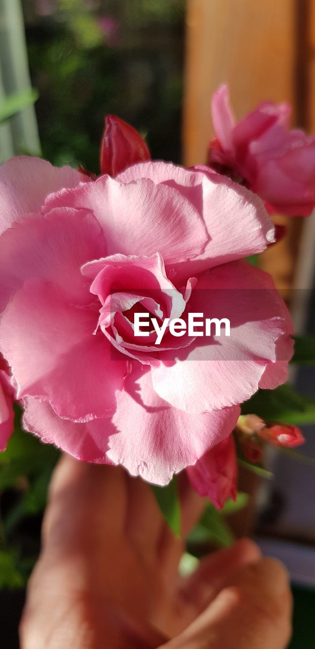 Close-up of hand touching pink rose