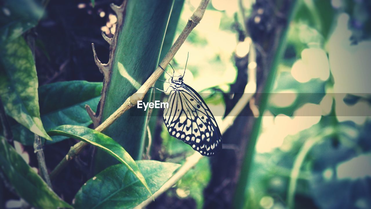 Close-up of butterfly on stem