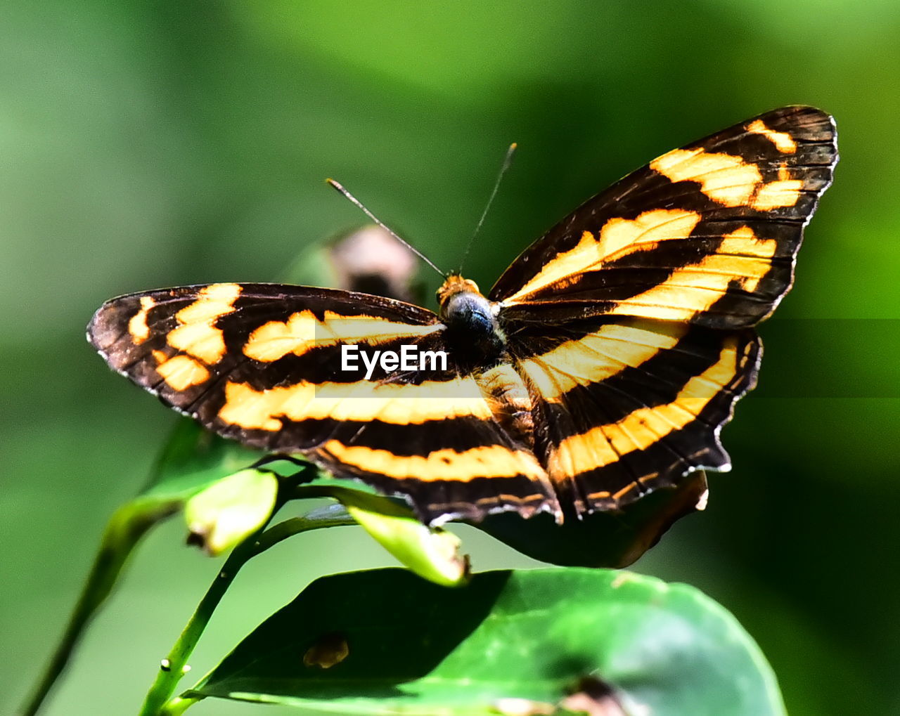 Close-up of butterfly pollinating on flower