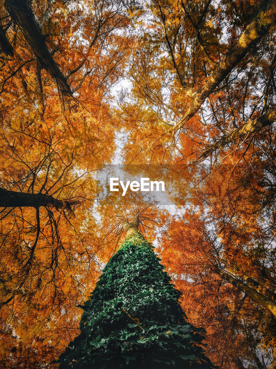 low angle view of trees in forest during autumn