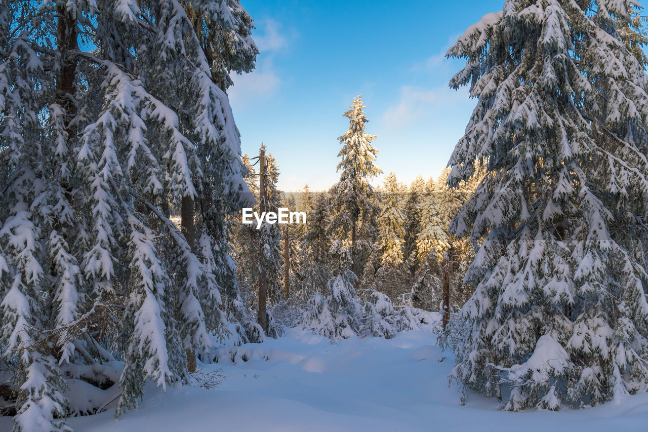 SNOW COVERED TREES AGAINST SKY DURING WINTER