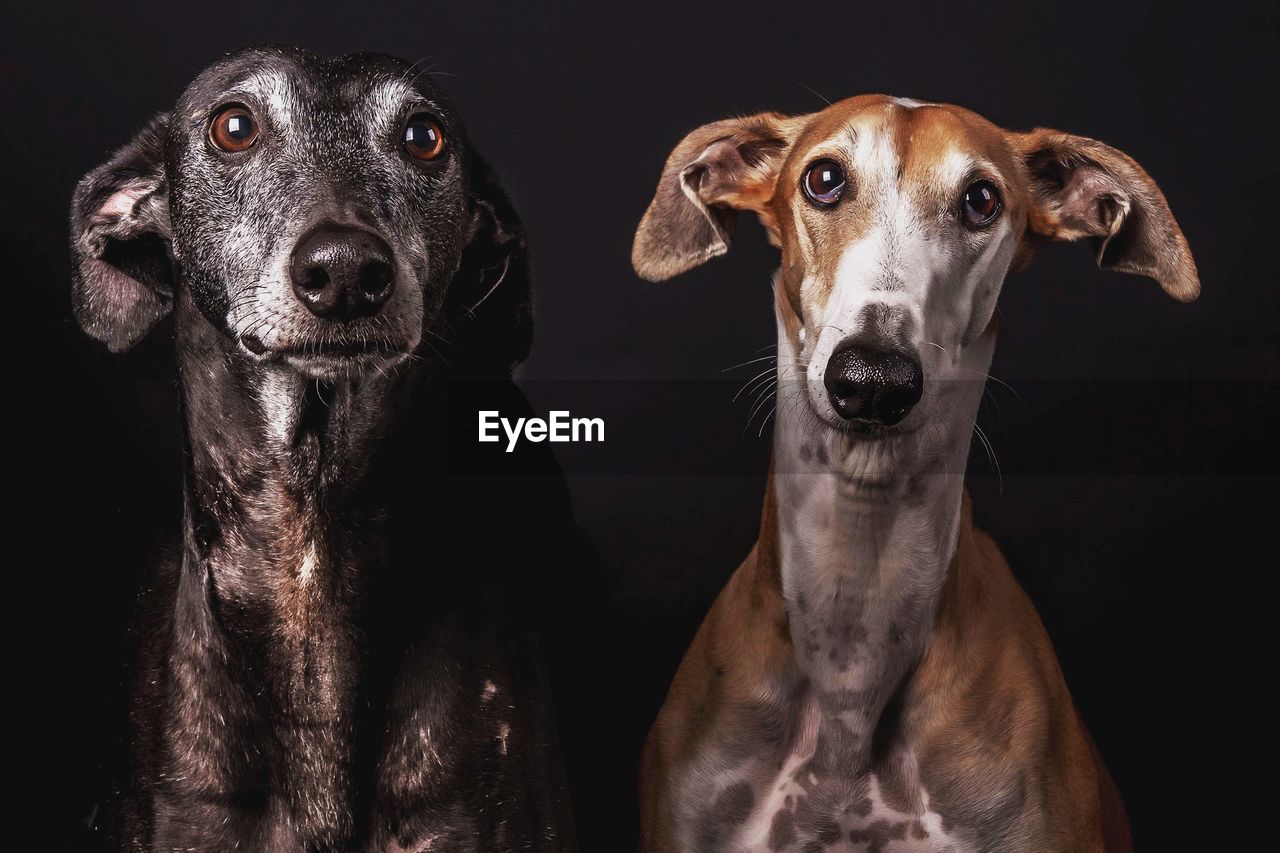 Close-up portrait of a dog over black background