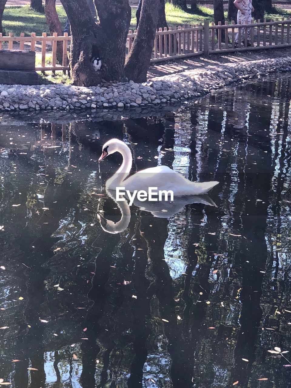 SWAN FLOATING ON LAKE