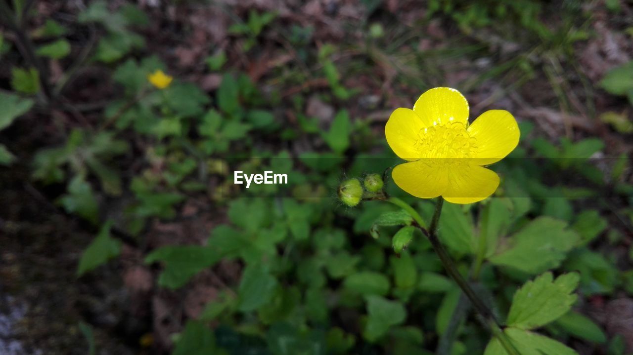 CLOSE-UP OF YELLOW FLOWER