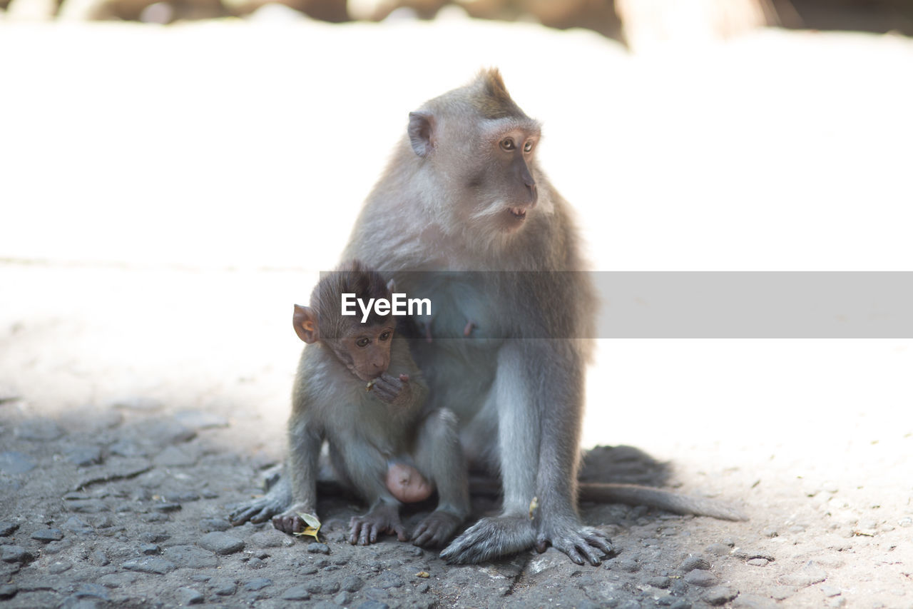 Close-up of monkey with infant sitting outdoors