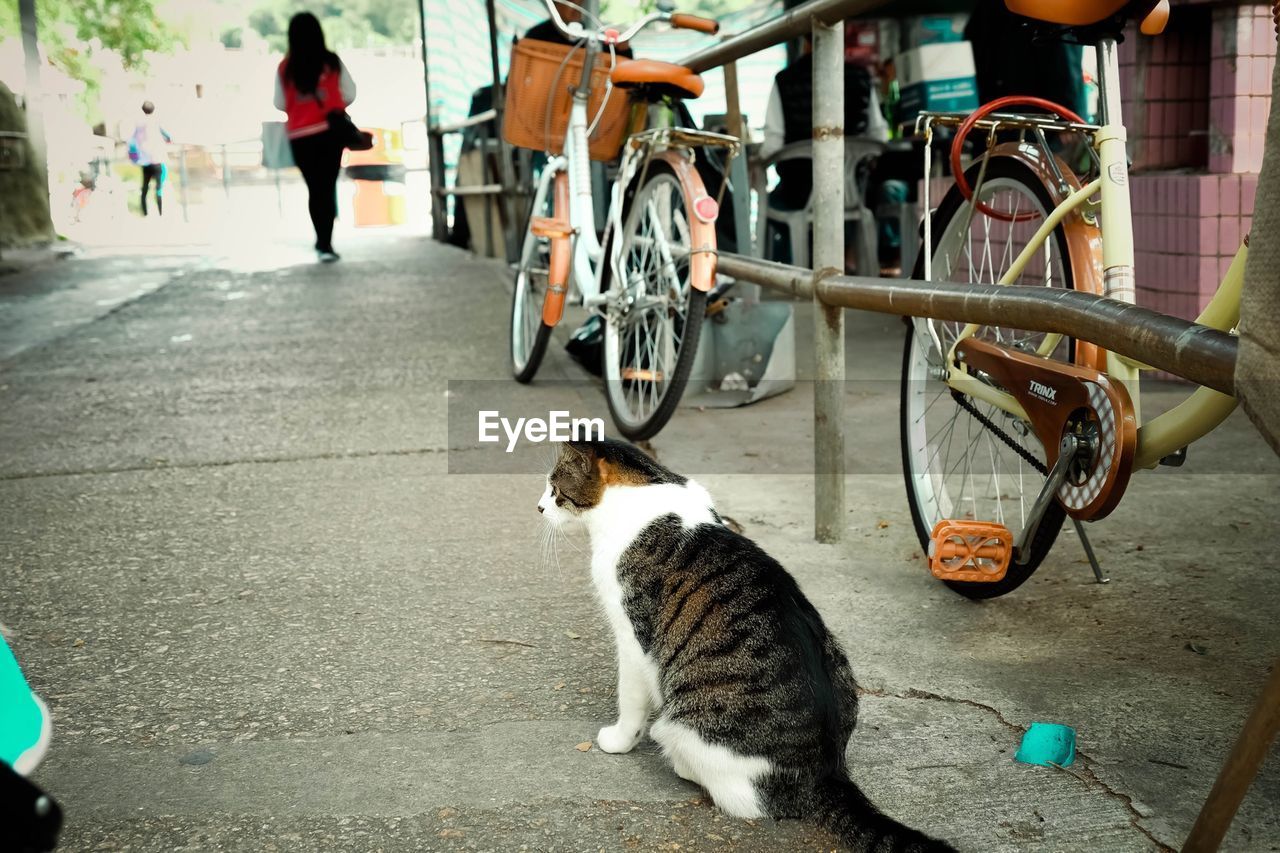 Stray cat sitting on street