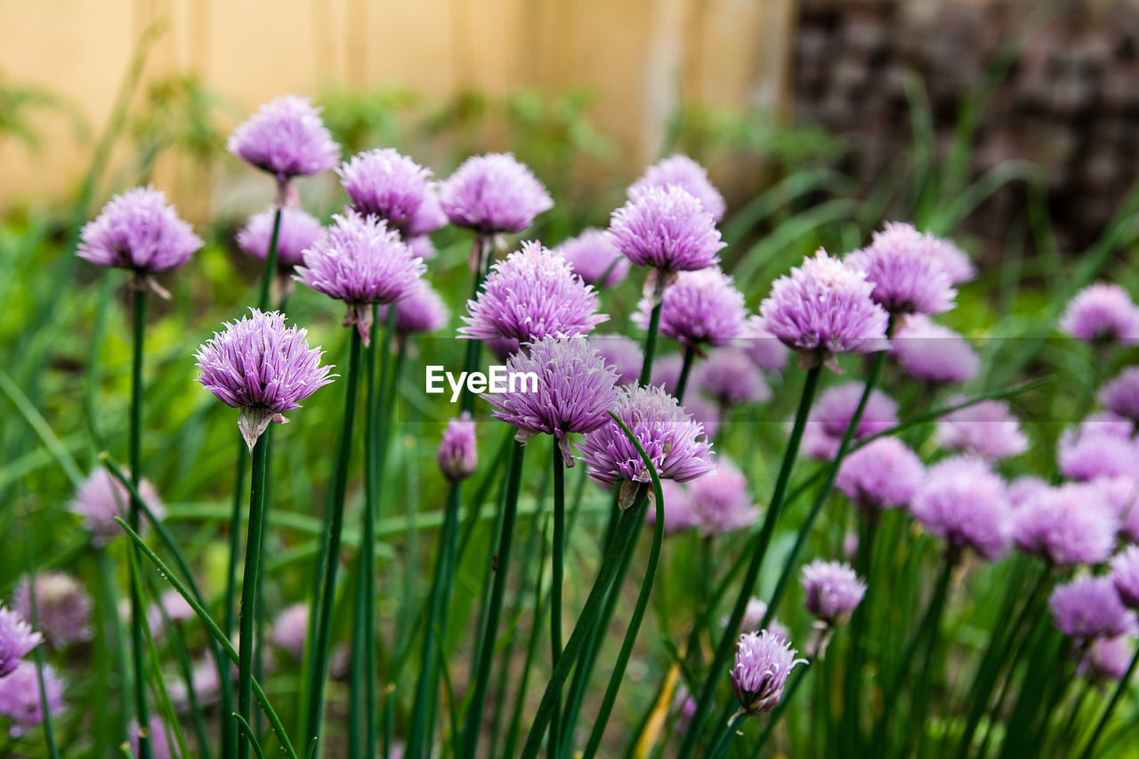 CLOSE-UP OF PINK FLOWERING PLANTS