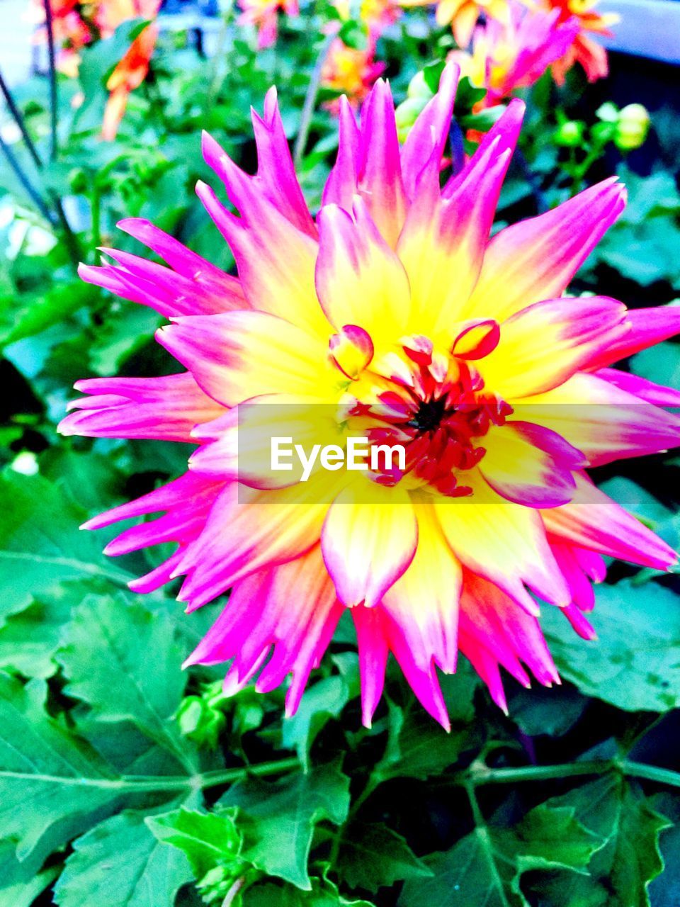Close-up of pink and yellow flower