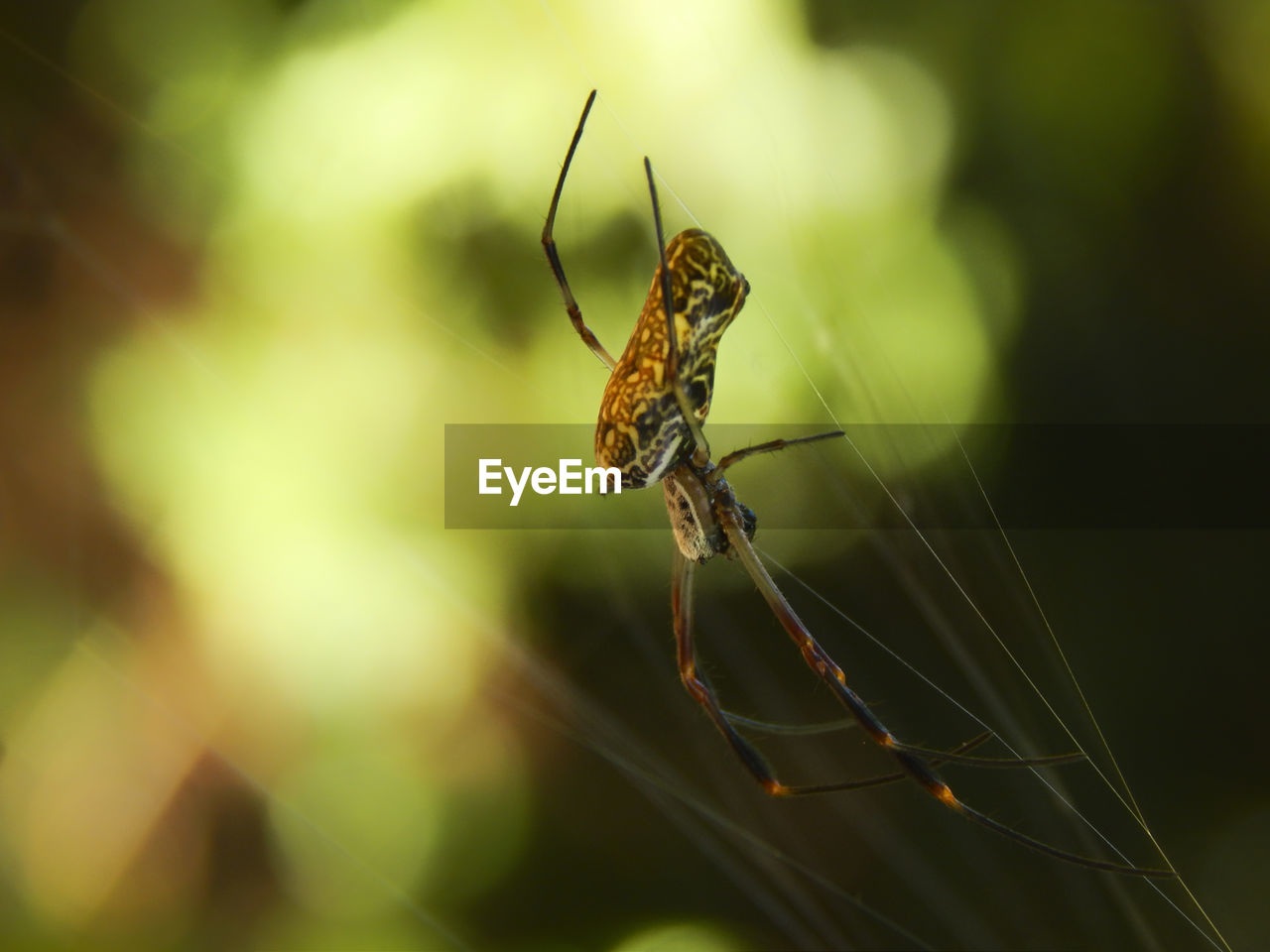 CLOSE-UP OF SPIDER IN WEB