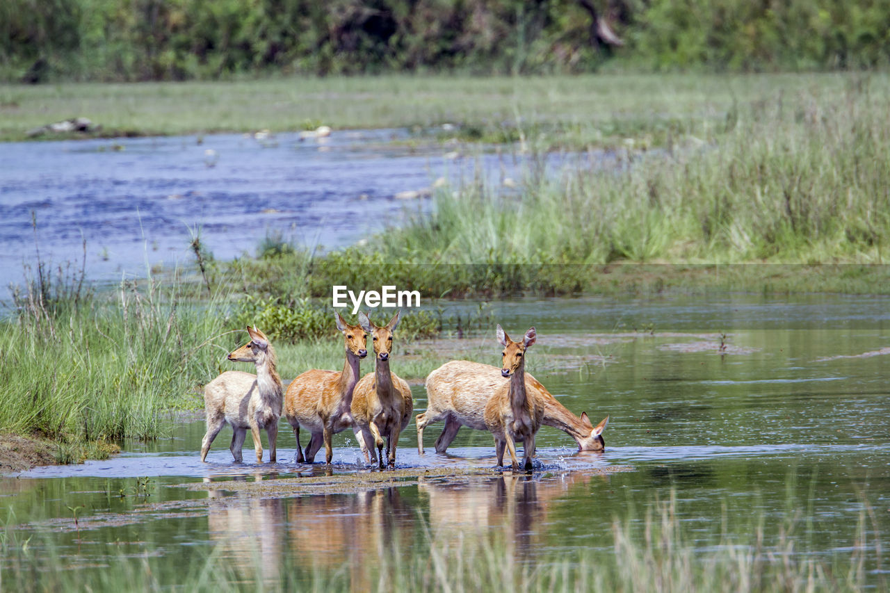 GROUP OF HORSES IN LAKE