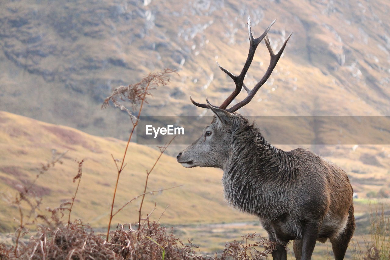 Deer standing on field