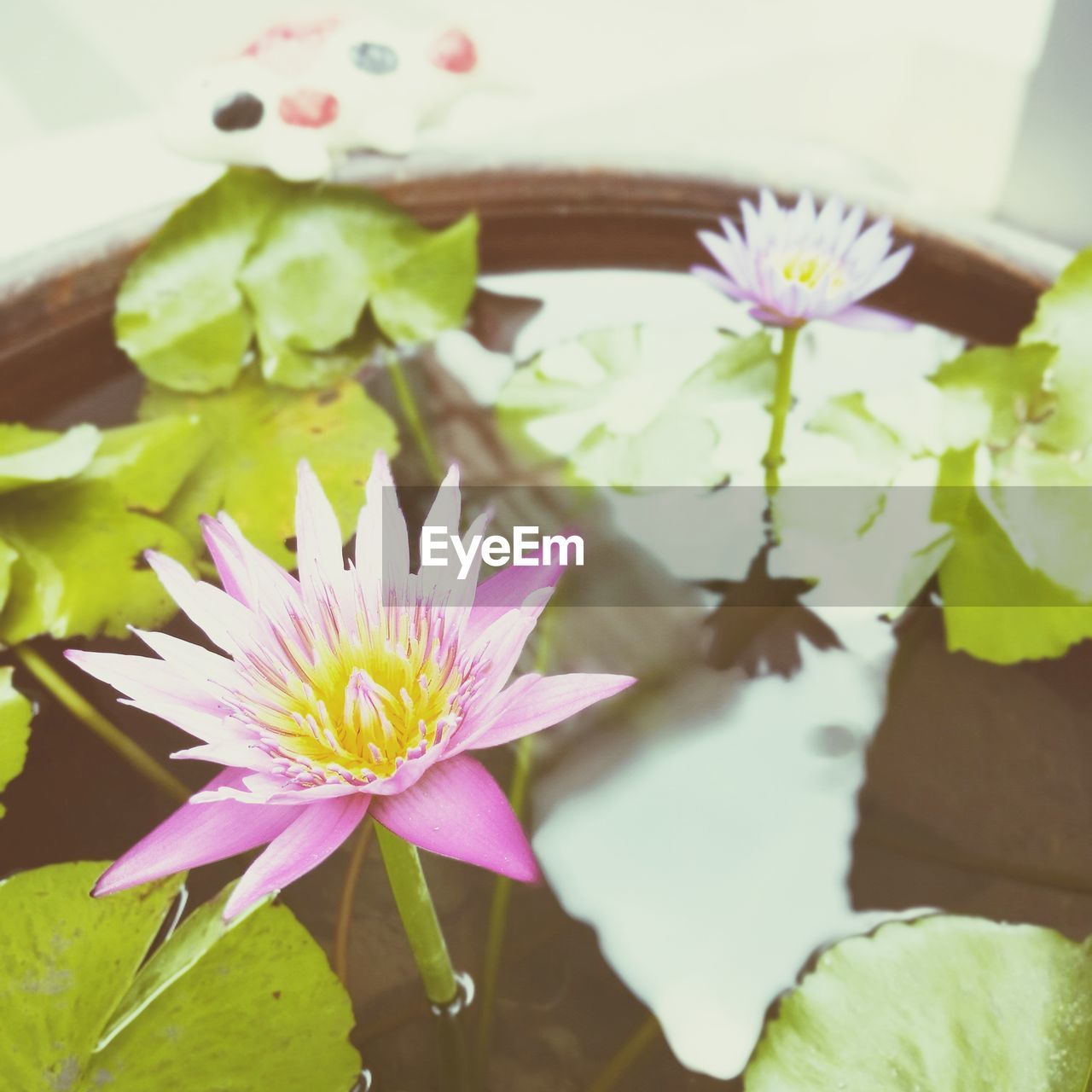 HIGH ANGLE VIEW OF PINK WATER LILY IN LOTUS