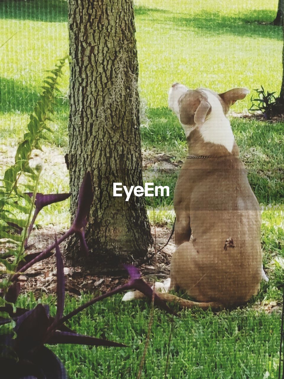 DOG LYING ON TREE TRUNK