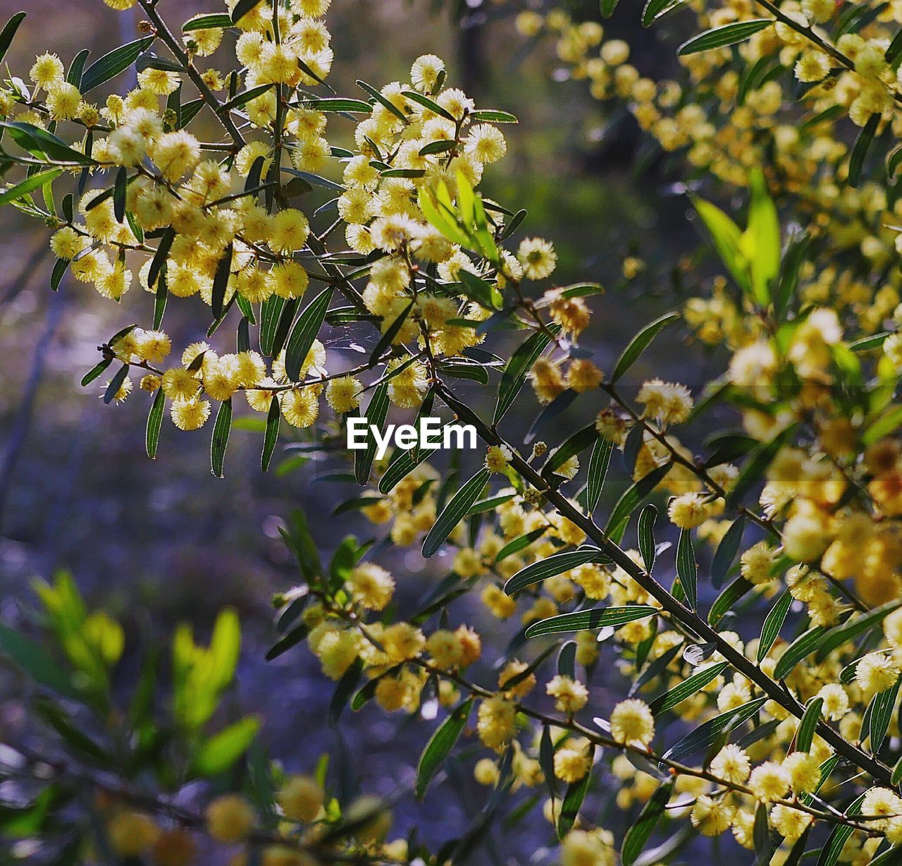 Close-up of blooming tree