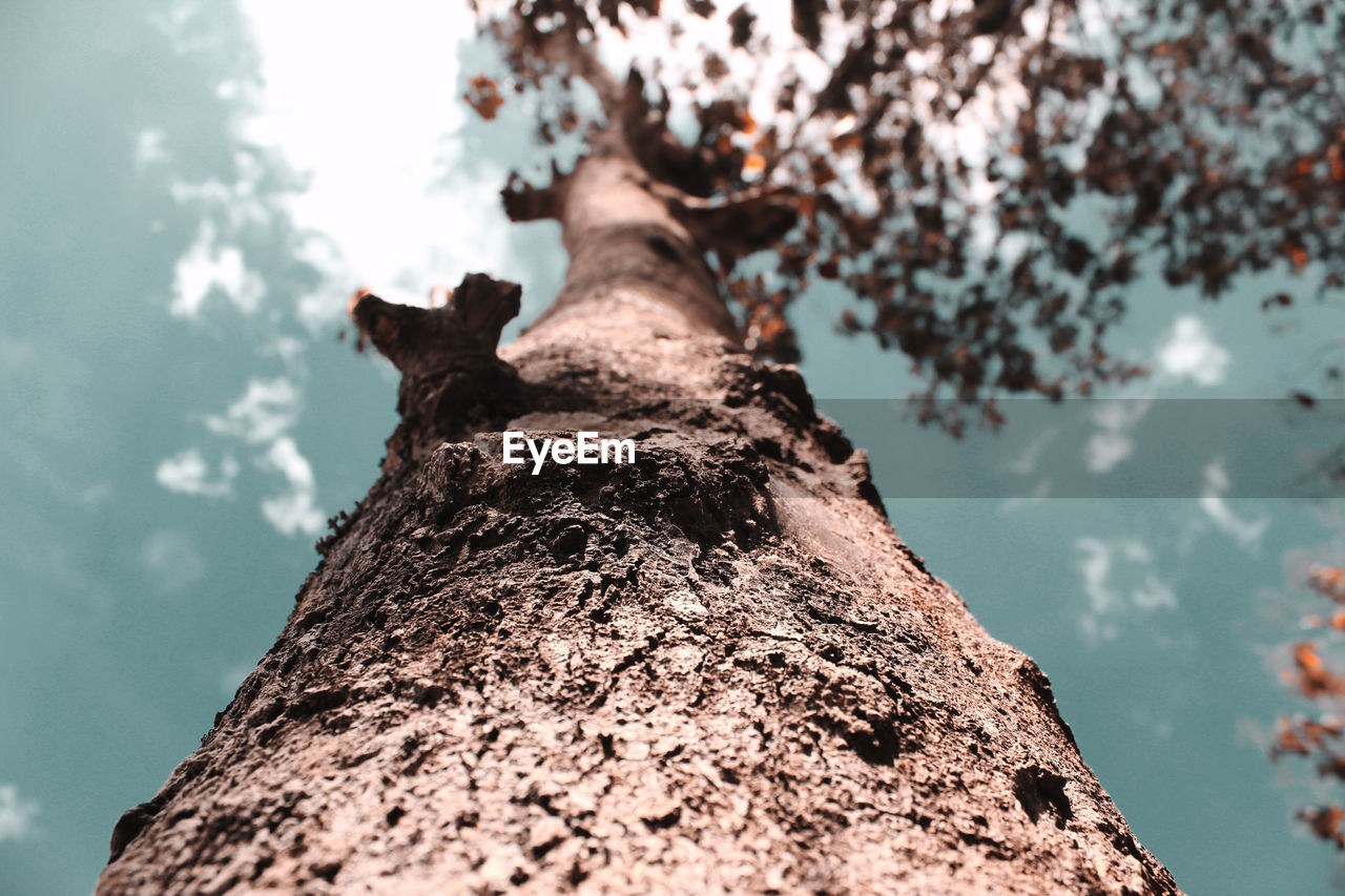 Low angle view of a tree