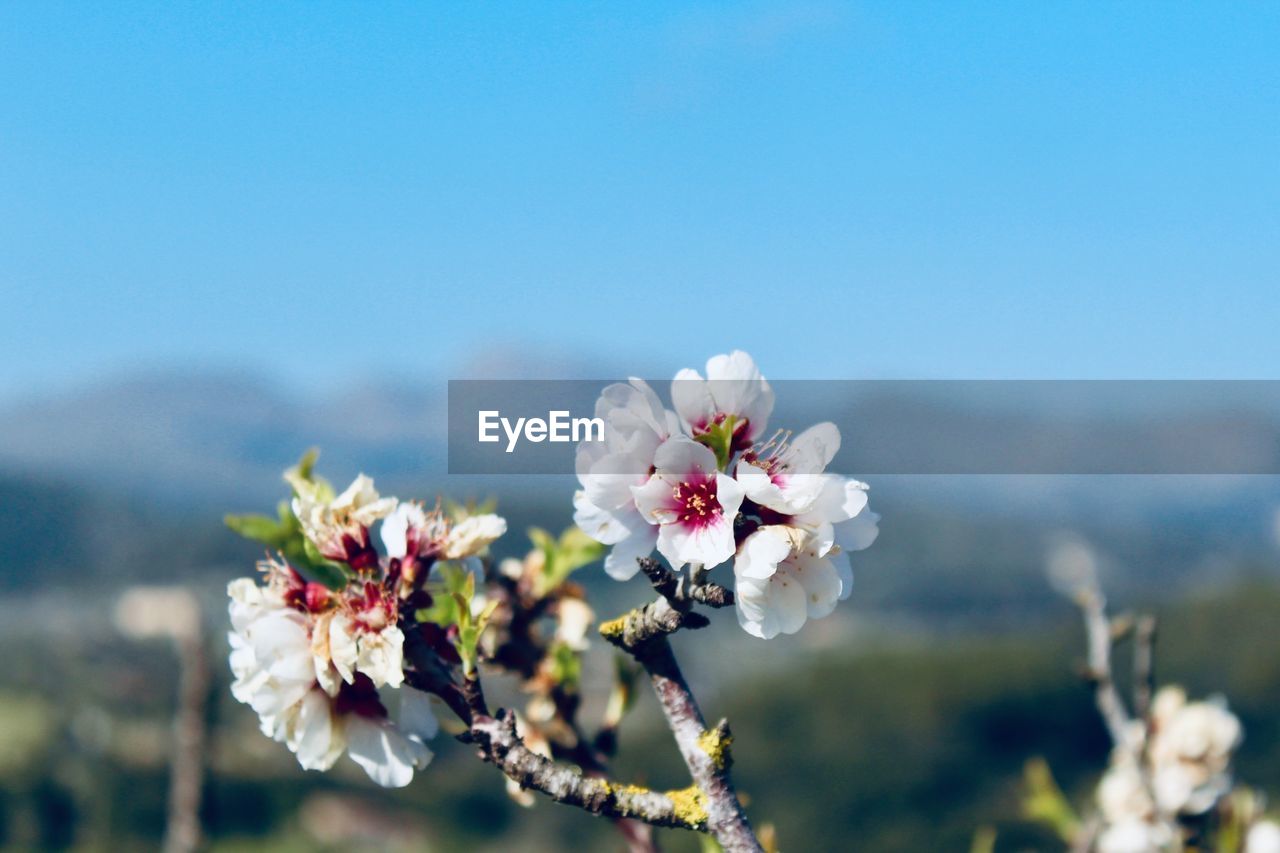 Close-up of white almond blossoms against sky