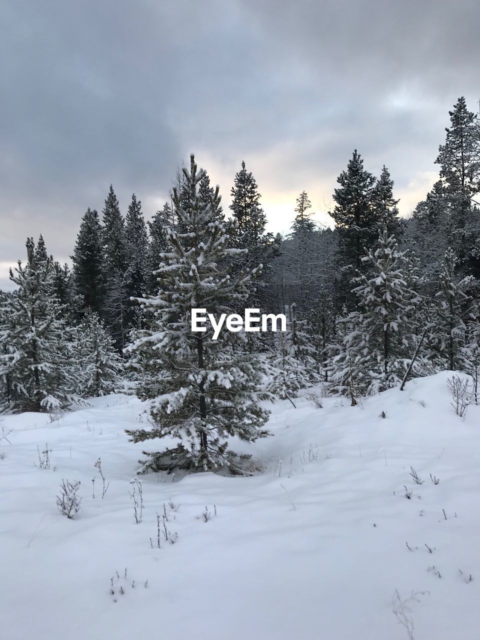 Trees on snow covered field against sky