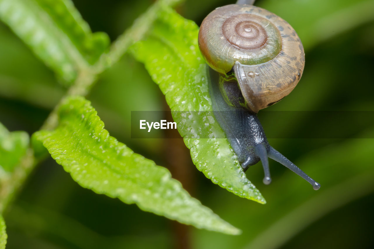 Close-up of snail on leaf