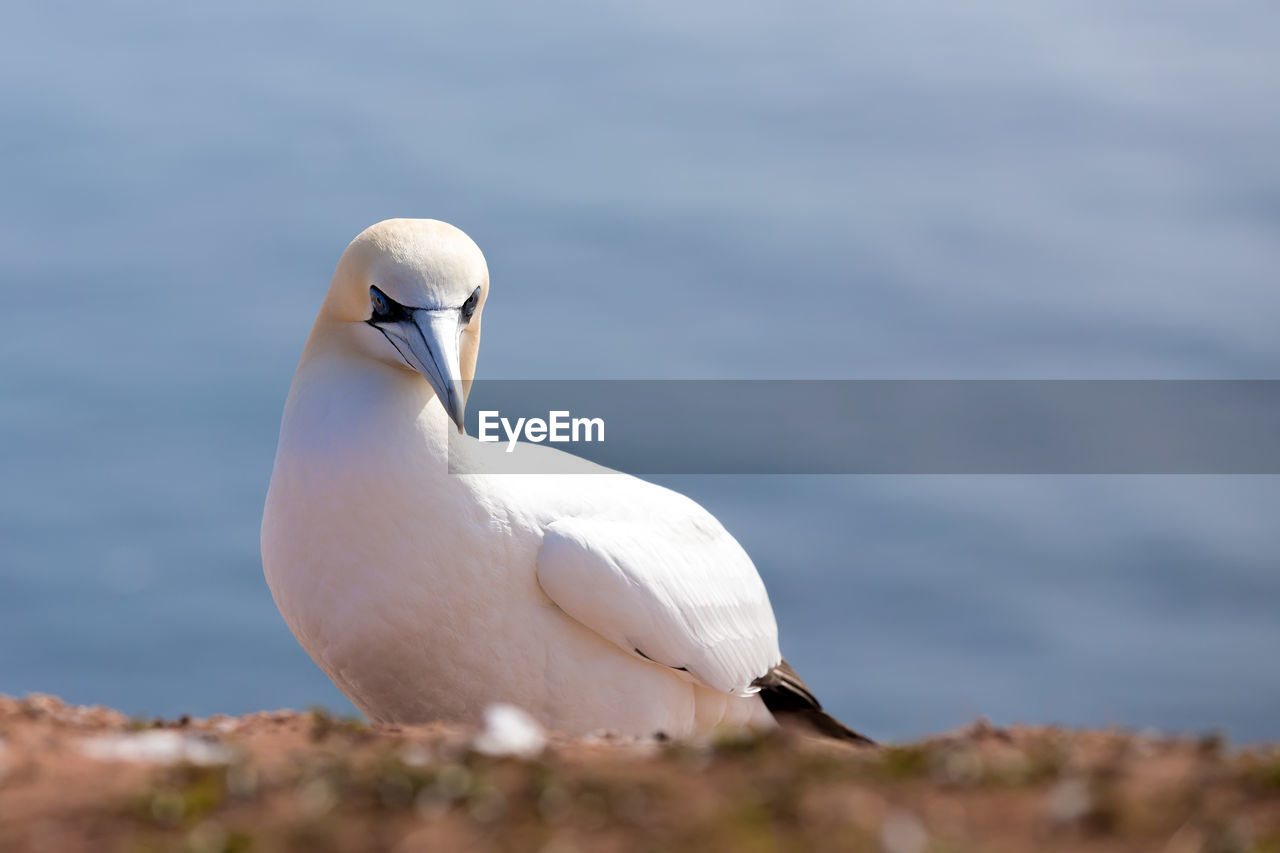 CLOSE-UP OF SEAGULL PERCHING ON SEA