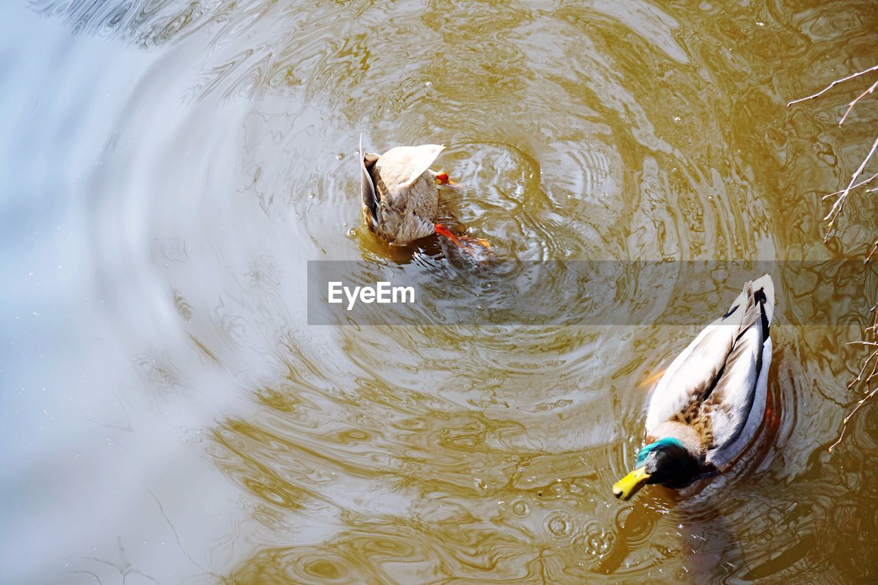 High angle view of mallard ducks swimming in lake