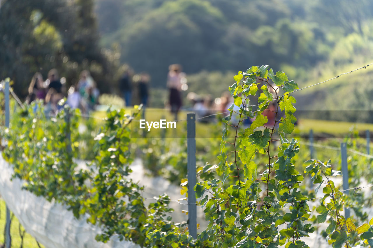 Close-up of grapes plants growing on field