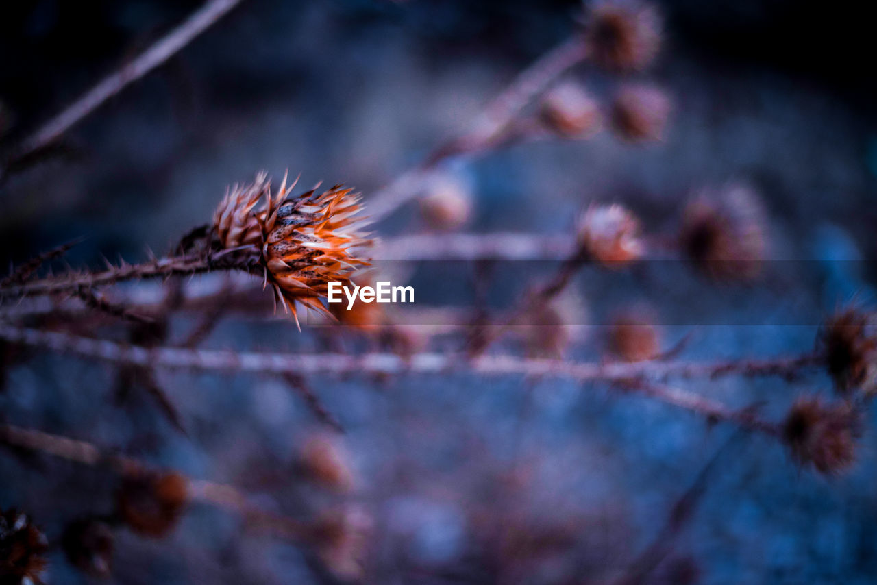 plant, nature, tree, branch, flower, leaf, no people, autumn, focus on foreground, beauty in nature, close-up, macro photography, flowering plant, outdoors, frost, freshness, selective focus, growth, fragility, winter, thorns, spines, and prickles, day