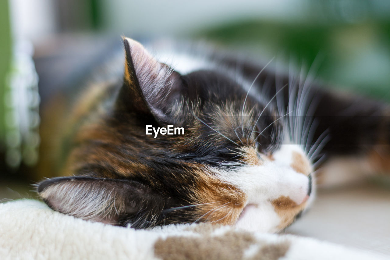 CLOSE-UP OF CAT SLEEPING OUTDOORS