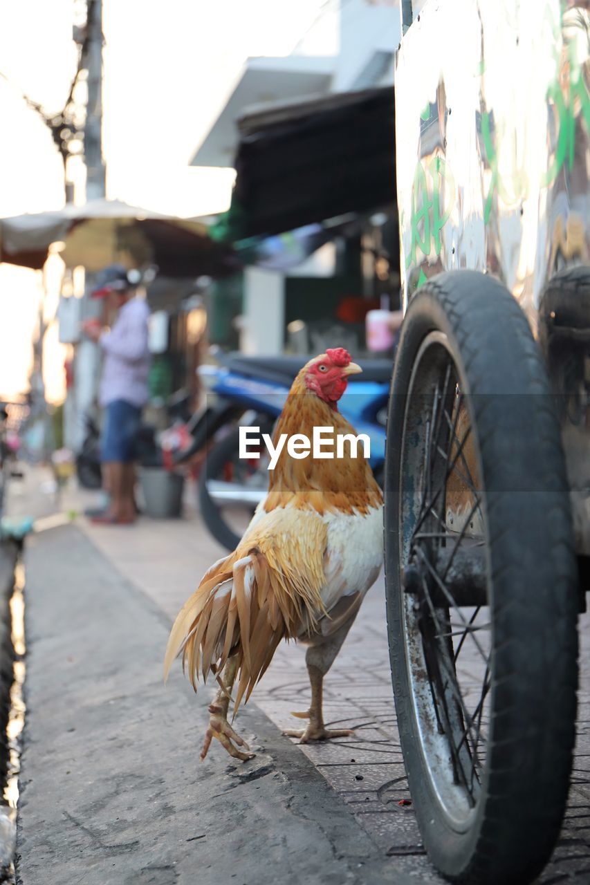 VIEW OF A BIRD ON STREET