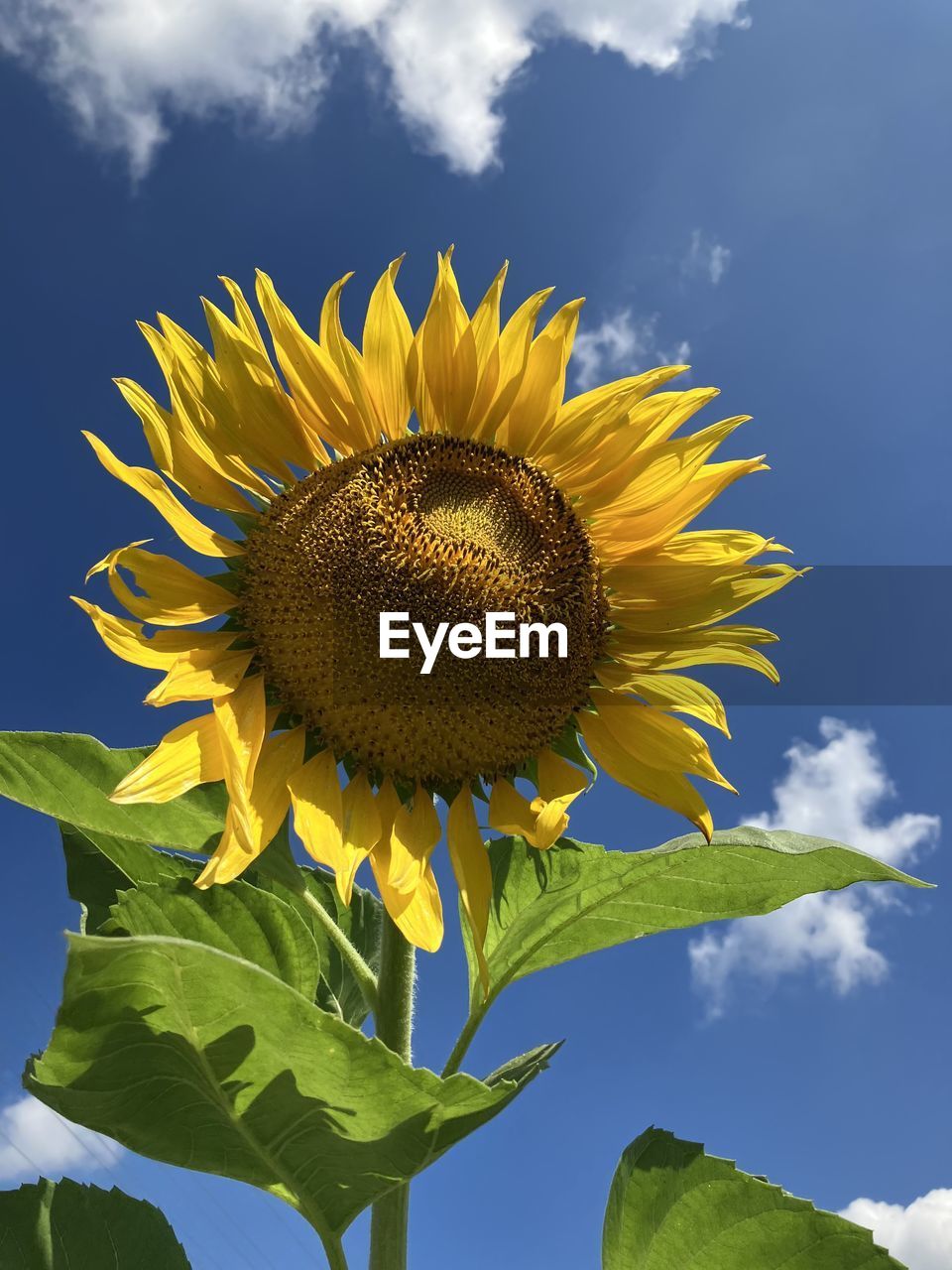 sunflower, plant, flower, flowering plant, nature, flower head, yellow, sky, beauty in nature, freshness, cloud, growth, leaf, plant part, inflorescence, petal, field, fragility, close-up, sunflower seed, blue, no people, outdoors, pollen, landscape, rural scene, summer, asterales, environment, springtime, low angle view, day, plant stem, vibrant color, blossom, land