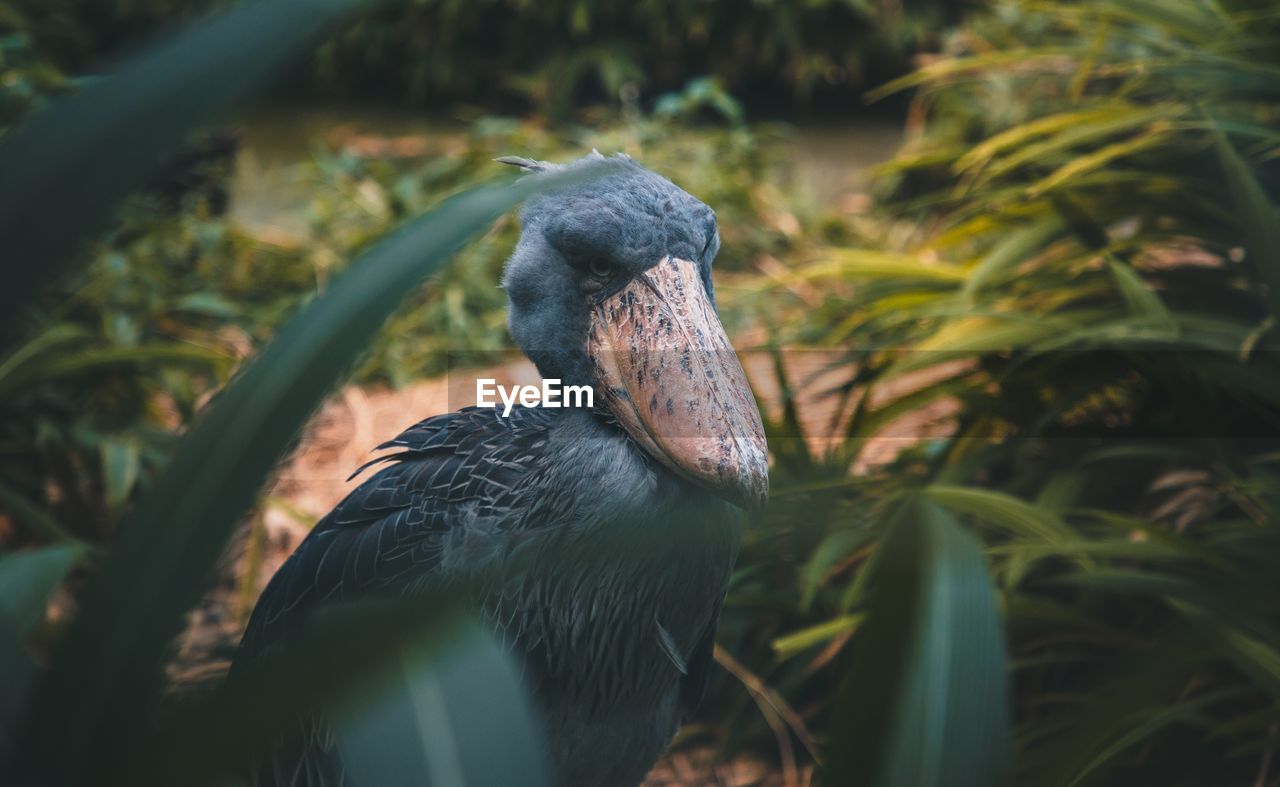 CLOSE-UP OF BIRD