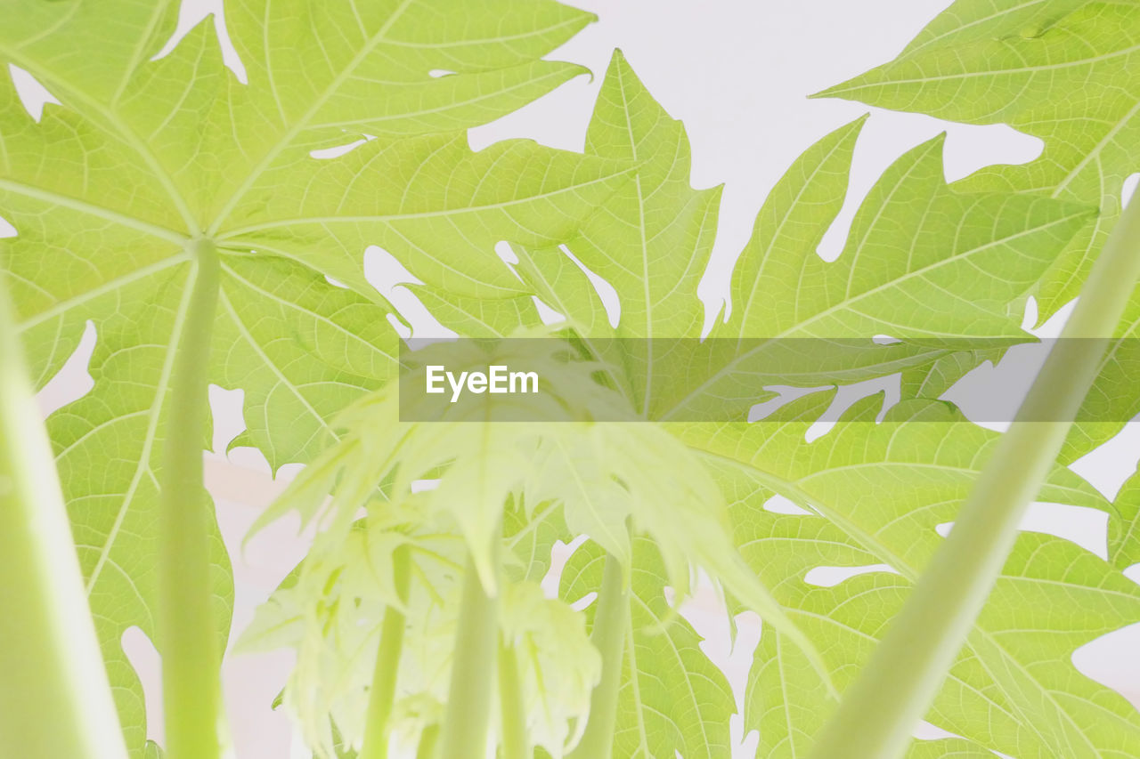 CLOSE-UP OF LEAVES AGAINST BLURRED BACKGROUND