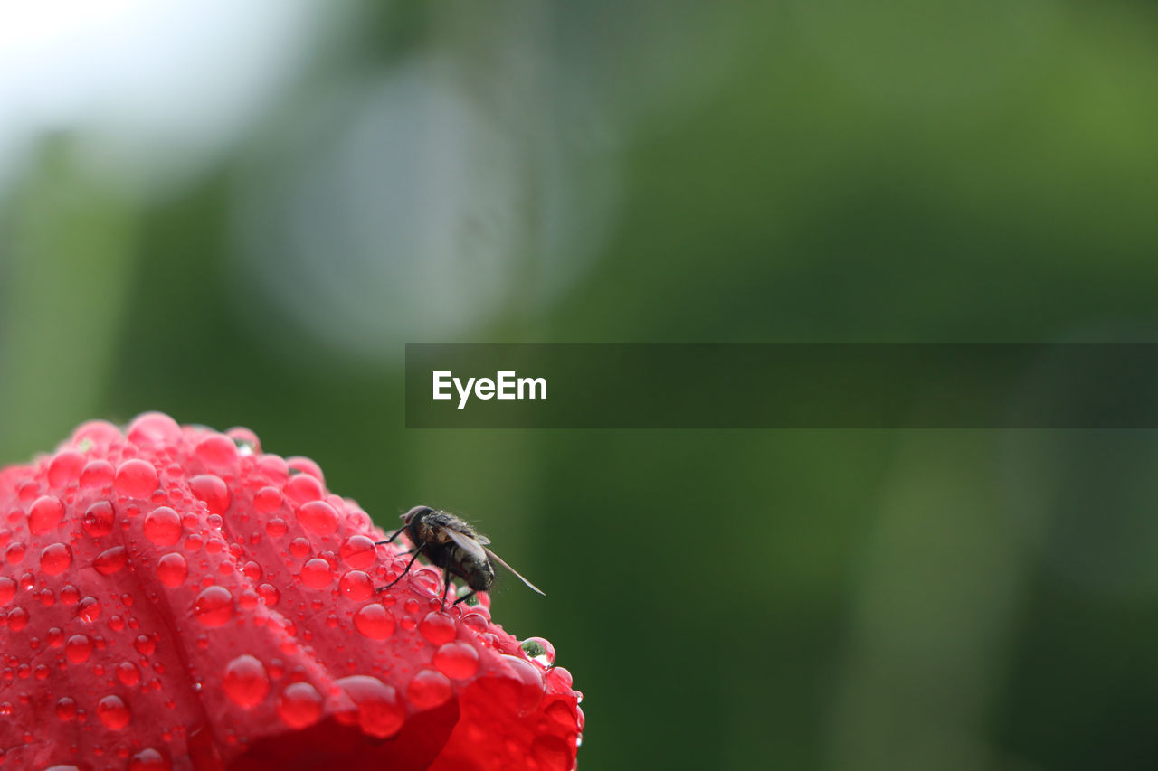 CLOSE-UP OF INSECT POLLINATING ON FLOWER