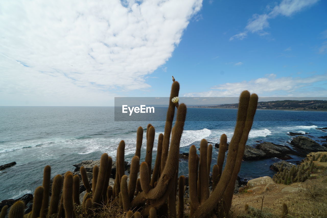 SCENIC VIEW OF SEA AGAINST SKY AT BEACH